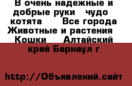 В очень надежные и добрые руки - чудо - котята!!! - Все города Животные и растения » Кошки   . Алтайский край,Барнаул г.